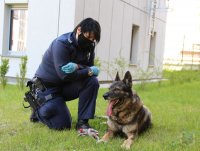 przewodnik wraz z psem policyjnym podczas wspólnego szkolenia