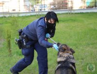 przewodnik wraz z psem policyjnym podczas wspólnego szkolenia