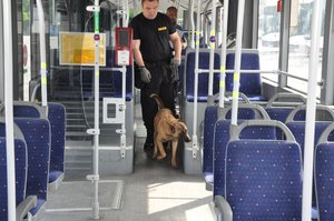 pies z przewodnikiem przeszukują autobus